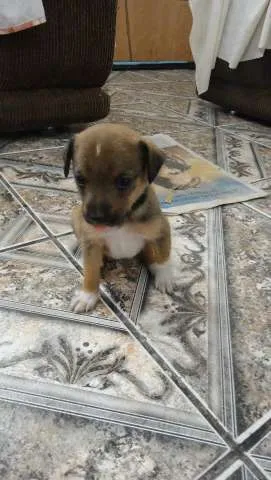 Cachorro ra a Vira lata idade Abaixo de 2 meses nome Varios