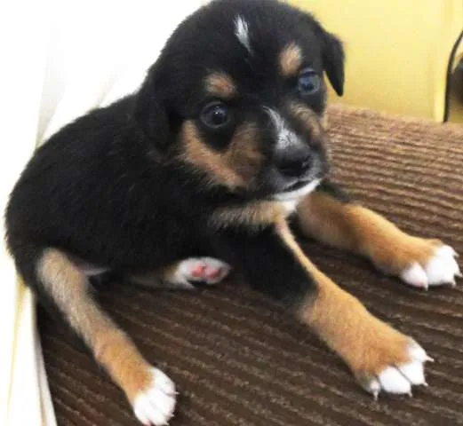 Cachorro ra a Vira lata idade Abaixo de 2 meses nome Varios