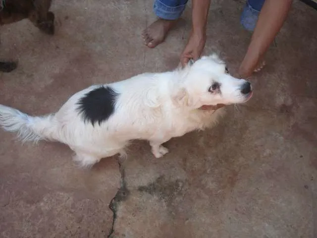Cachorro ra a SRD idade 3 anos nome CASTRADA