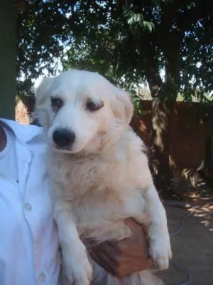 Cachorro raça SRD idade 3 anos nome CASTRADA