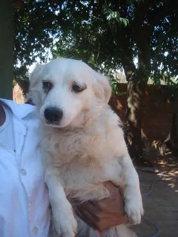 Cachorro ra a SRD idade 3 anos nome CASTRADA