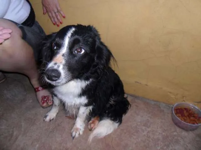 Cachorro ra a CockerMIX idade 2 anos nome Linda Dócil