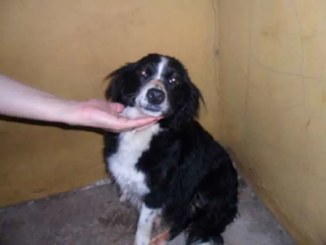 Cachorro ra a CockerMIX idade 2 anos nome Linda Dócil