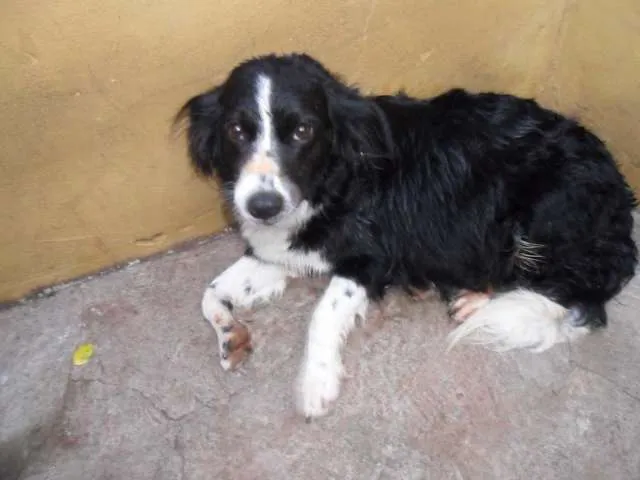 Cachorro ra a CockerMIX idade 2 anos nome Linda Dócil