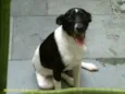 Chico