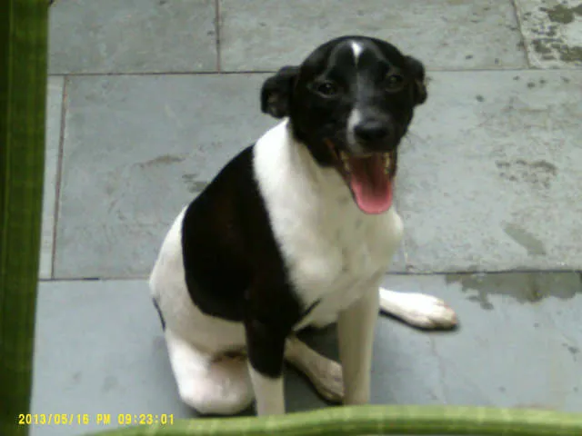 Cachorro ra a SRD idade 7 a 11 meses nome Chico