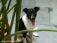 Chico