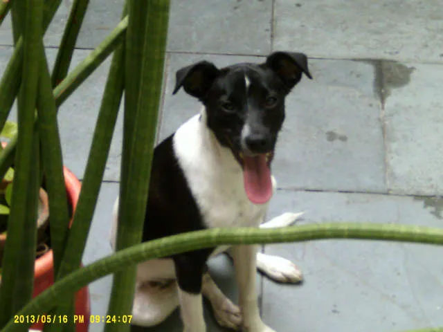 Cachorro ra a SRD idade 7 a 11 meses nome Chico