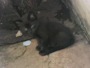 Gato raça  idade  nome gato