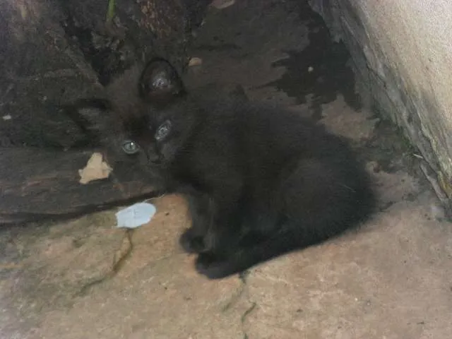 Gato ra a  idade  nome gato