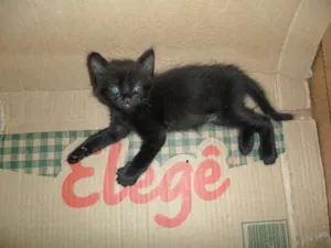 Gato raça  idade  nome gato