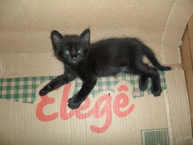 Gato ra a  idade  nome gato