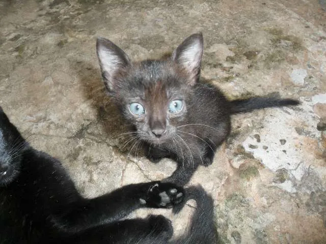 Gato ra a  idade  nome gatos