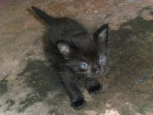 Gato raça  idade  nome gato