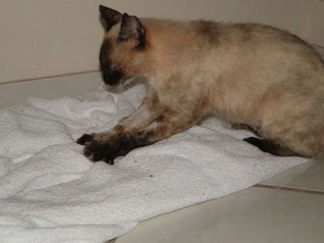 Gato ra a Siamesa idade  nome CASTRADA