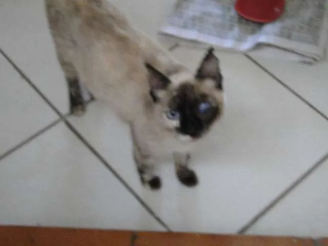 Gato ra a Siamesa idade  nome CASTRADA