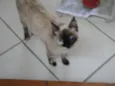 CASTRADA