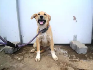 Cachorro raça SRD idade 2 a 6 meses nome Farinha