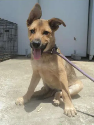 Cachorro raça SRD idade 2 a 6 meses nome Ablin