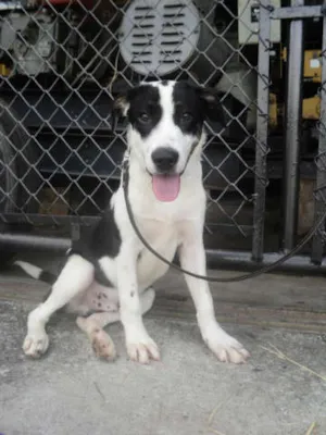 Cachorro raça SRD idade 7 a 11 meses nome Nuka