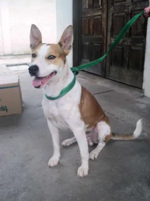 Cachorro raça SRD idade 1 ano nome Scooter