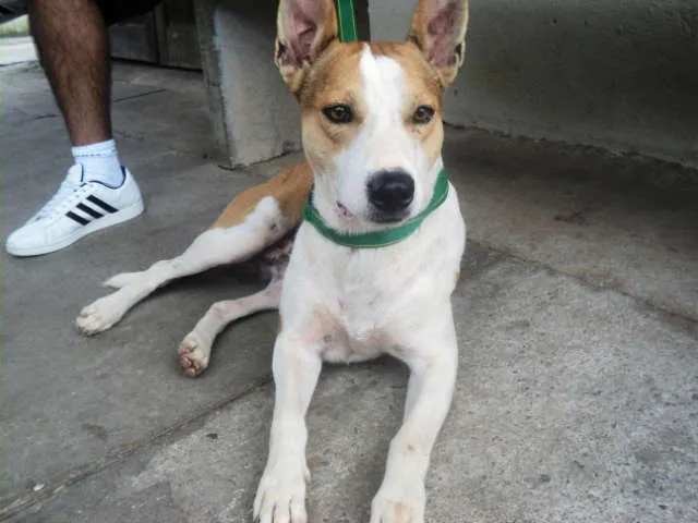 Cachorro ra a SRD idade 1 ano nome Scooter