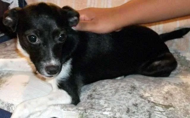 Cachorro ra a SRD idade 2 a 6 meses nome KATE