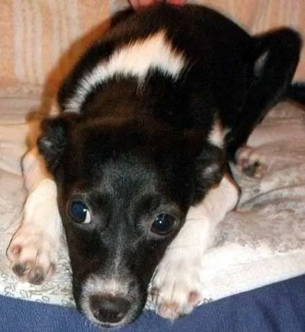 Cachorro ra a SRD idade 2 a 6 meses nome KATE