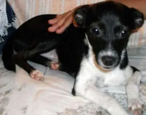 Cachorro raça SRD idade 2 a 6 meses nome KATE