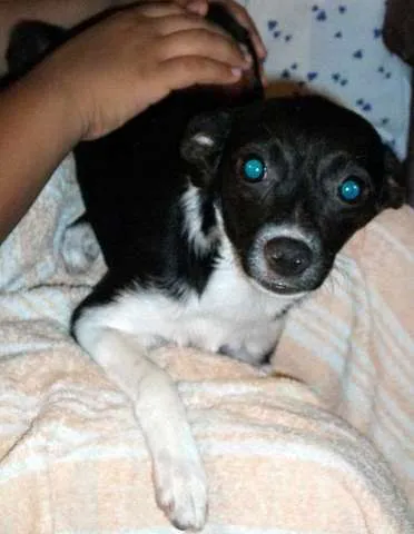 Cachorro ra a SRD idade 2 a 6 meses nome KATE