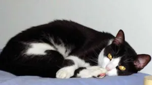 Gato raça SRD idade 4 anos nome MINOS