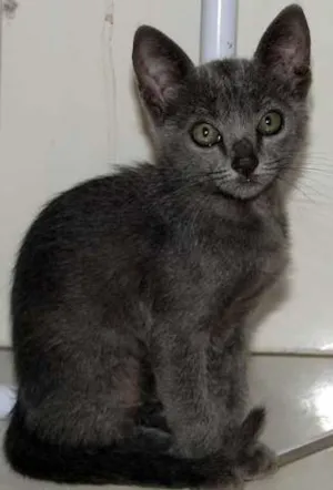 Gato raça SRD idade Abaixo de 2 meses nome FOFUCHA