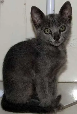 Gato ra a SRD idade Abaixo de 2 meses nome FOFUCHA