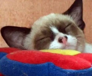 Gato raça SRD idade  nome LUCY
