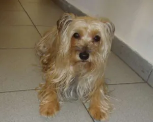 Cachorro raça Yorkshire idade 6 ou mais anos nome SANDY GRATIFICA
