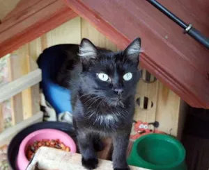 Gato raça SRD idade  nome Vick Pretinha