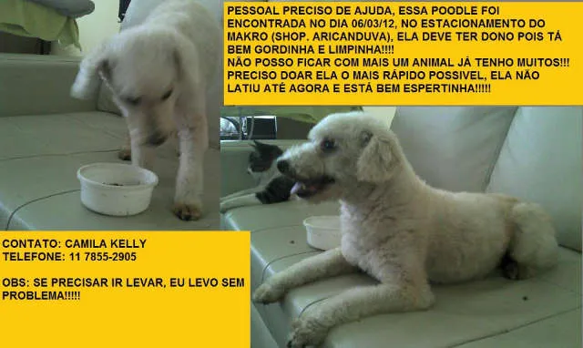 Cachorro ra a Poodle idade nome Branquinha