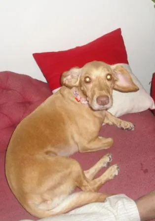 Cachorro ra a SRD idade 4 anos nome Mel GRATIFICA