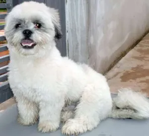 Cachorro raça  LHASA-APSO idade  nome ENCONTRADO