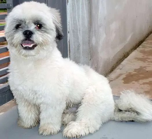 Cachorro ra a LHASA-APSO idade nome ENCONTRADO
