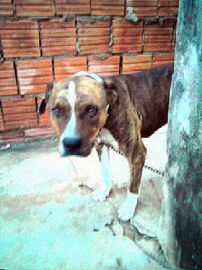 Cachorro ra a Boxer idade 3 anos nome LEÃO