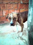 LEÃO