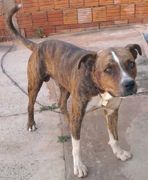 Cachorro raça Boxer idade 3 anos nome LEÃO