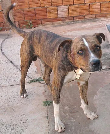 Cachorro ra a Boxer idade 3 anos nome LEÃO