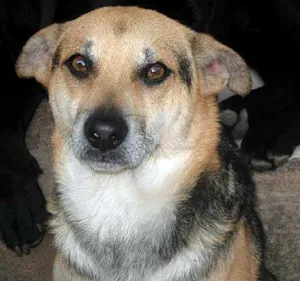 Cachorro raça SRD idade 6 ou mais anos nome DANTAS