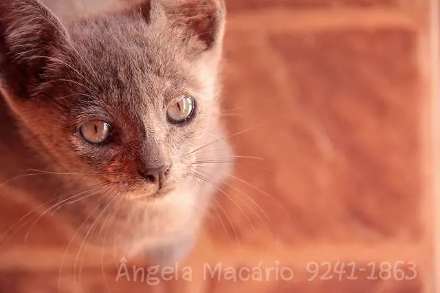 Gato ra a Sem raça idade Abaixo de 2 meses nome Sem nome