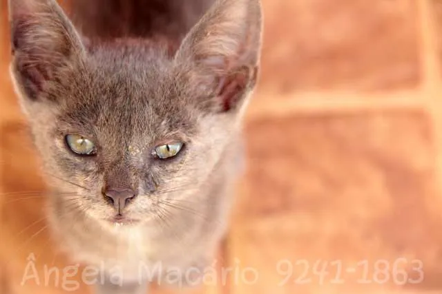 Gato ra a Sem raça idade Abaixo de 2 meses nome Sem nome