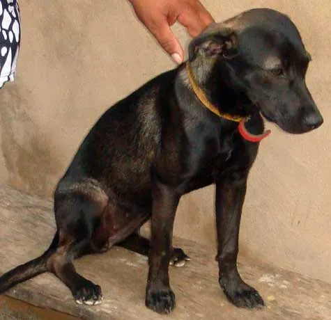 Cachorro ra a SRD idade 7 a 11 meses nome GABI