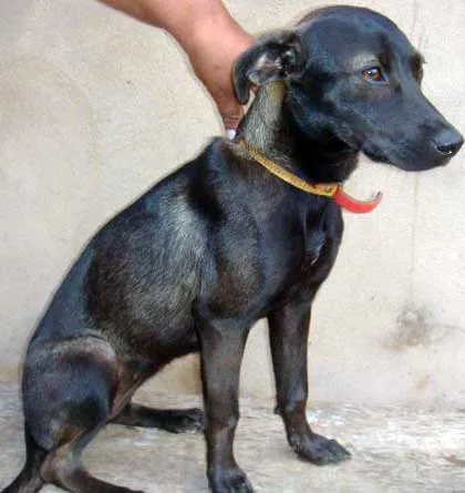 Cachorro ra a SRD idade 7 a 11 meses nome GABI