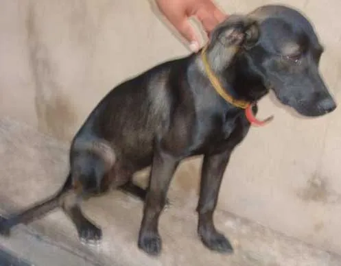 Cachorro ra a SRD idade 7 a 11 meses nome GABI